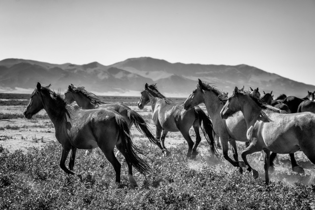 "Mustangs" (photo by Manfred Baumann)