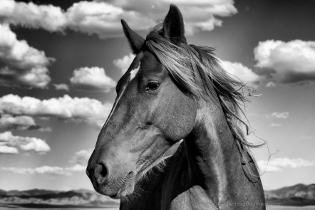 "Mustangs" (photo by Manfred Baumann)