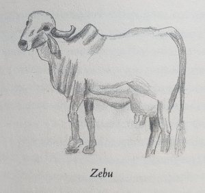 Drawing of a Zebu by Mark Kurlansky from his book "Milk"