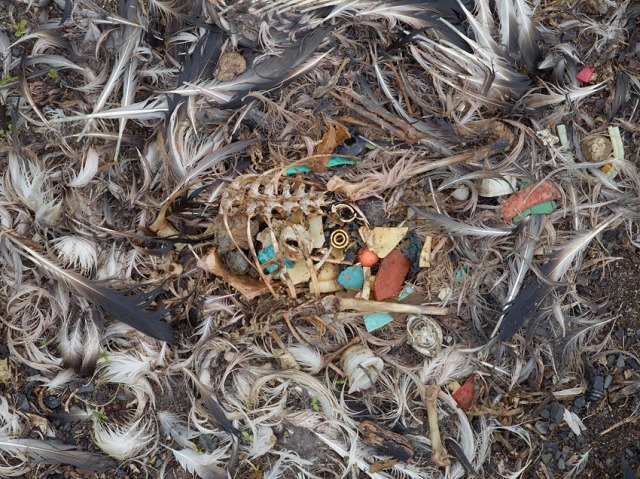 A photo from Chris Jordan's series "Midway: Message from the Gyre" depicting the stomach contents of a baby albatross that has died from ingesting too much plastic (photo courtesy of Chris Jordan)