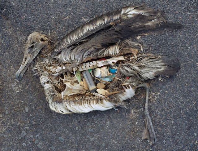 A photo from Chris Jordan's series "Midway: Message from the Gyre" depicting a baby albatross on Midway Atoll that has died from ingesting too much plastic (photo courtesy of Chris Jordan)
